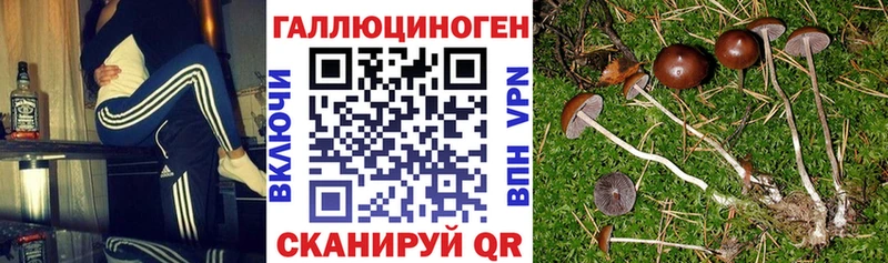 как найти Ленинградская Псилоцибиновые грибы ЛСД